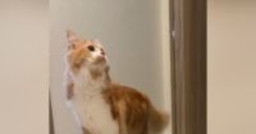 短時間の外出中、家にいた『猫の様子』を見てみると…泣けるほど愛おしい瞬間が308万再生「赤ちゃんと一緒ｗ」「抱きしめたい」と大反響