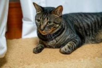 猫が発症しやすい『尿路結石』の知識3つ 　主な原因やあらわれる症状、予防法も解説