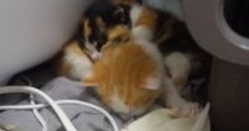 『眠っている保護子猫たち』をそっと見守っていたら、1匹が起き上がって…可愛すぎる展開に「シャーがかわいいｗ」「元気に育ってほしい」と反響