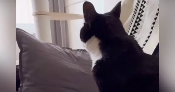 猫を『病院で間違えられた名前』で呼んでみたら……驚きの『賢すぎる反応』が27万再生「ナンチャラｗｗ」「根に持ってるのかなｗ」と反響