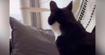猫を『病院で間違えられた名前』で呼んでみたら……驚きの『賢すぎる反応』が27万再生「ナンチャラｗｗ」「根に持ってるのかなｗ」と反響