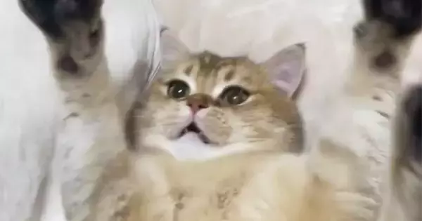 『子猫のときの遊び』を『大きくなった猫』に試してみた結果…たまらなく可愛い反応が70万再生「赤ちゃんみたいｗ」「キュンキュンきた」