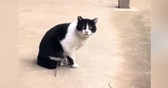 『足に罠がついたまま歩いていた猫』との出会いから２年…保護までの記録と『現在の様子』が103万再生「最後泣いてしまった」「ありがとう」