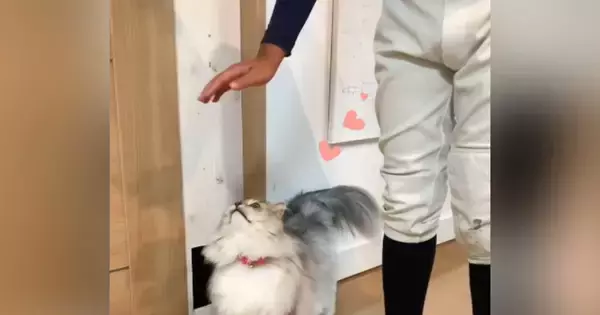 息子のことが大好きな猫→頭上に手を出されると…とんでもなく尊い『まさかの行動』に悶絶の声続出「デレデレだねｗ」「た、たまらん」