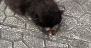 『道路に落ちていた』危険な状態の赤ちゃん猫を保護→お世話すると……劇的に変化した『現在の様子』に感動「素敵」「拾ってくれてありがとう」
