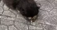 『道路に落ちていた』危険な状態の赤ちゃん猫を保護→お世話すると……劇的に変化した『現在の様子』に感動「素敵」「拾ってくれてありがとう」