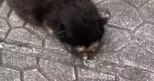 『道路に落ちていた』危険な状態の赤ちゃん猫を保護→お世話すると……劇的に変化した『現在の様子』に感動「素敵」「拾ってくれてありがとう」