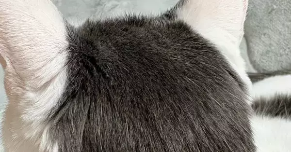 白い体に黒い模様が入った猫→『後頭部』を見ると…可愛すぎる光景に２万いいね「人間のヘアスタイルそっくりｗ」「カットいったのかな」
