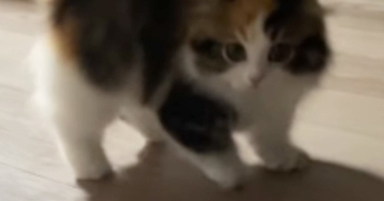 パヤパヤ子猫を撮影していると→突然背中を丸めだして…尊すぎる『やんのかステップの瞬間』が54万再生「心臓止まるかと思った」「過去一」