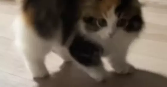 パヤパヤ子猫を撮影していると→突然背中を丸めだして…尊すぎる『やんのかステップの瞬間』が54万再生「心臓止まるかと思った」「過去一」