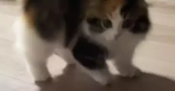 パヤパヤ子猫を撮影していると→突然背中を丸めだして…尊すぎる『やんのかステップの瞬間』が54万再生「心臓止まるかと思った」「過去一」