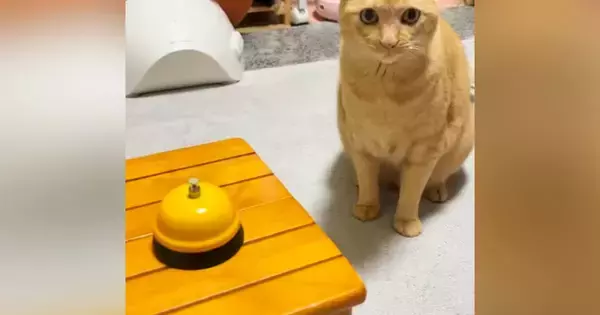 猫の目の前に『呼び出しベル』を置くと→慣れた手つきで……あまりにも賢い『驚きの行動』が19万再生「礼儀正しくてステキ」「頭いいニャ」
