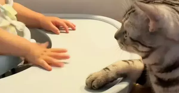 ベビーチェアに座る赤ちゃんが机を叩こうとすると…目の前の猫が見せた『優しすぎる止め方』が28万再生「教育してもらおうｗ」「第二のママ」