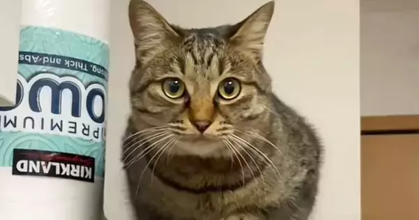冷蔵庫の上に乗っていた猫に『にゃーん』と声をかけてみると…たまらなく可愛い『お返事』に3万いいね「100点満点」「何回も見てしまった」