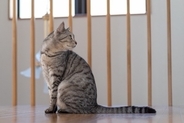 猫が『地震の前』に見せる不思議な行動3選　揺れを感じ取っているの？異変に気づける理由とは