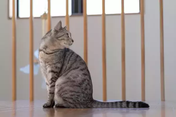 猫が『地震の前』に見せる不思議な行動3選　揺れを感じ取っているの？異変に気づける理由とは