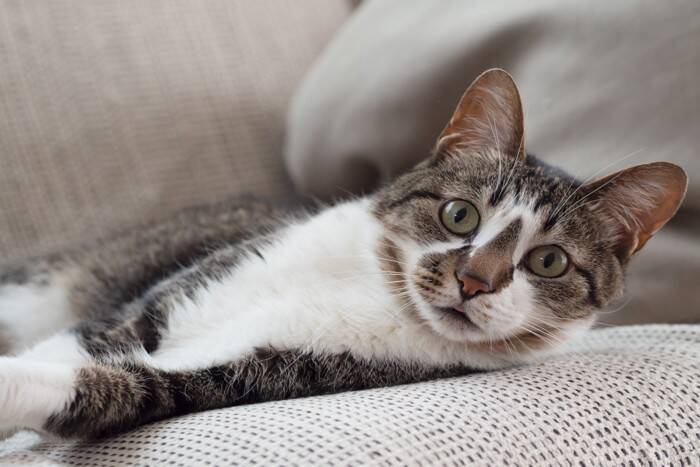 猫が『地震の前』に見せる不思議な行動3選　揺れを感じ取っているの？異変に気づける理由とは