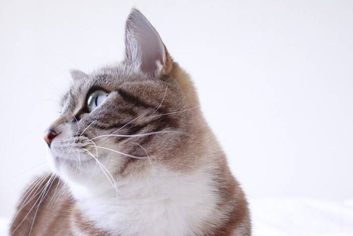 猫が『地震の前』に見せる不思議な行動3選　揺れを感じ取っているの？異変に気づける理由とは