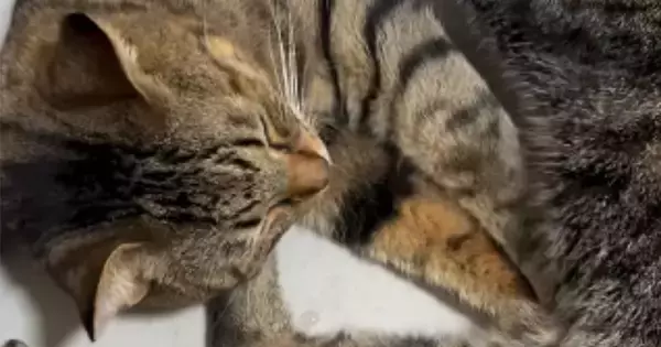 一緒にくつろぐ2匹の猫→同時にふみふみし始めて…『幸せいっぱいの光景』に癒される人が続出「間に挟まりたいｗ」「かわいぃ」と37万再生