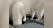 同時にトイレへ向かった兄弟猫…2匹が見せたまさかの『動き』に笑ってしまう人が続出「すごいｗｗ」「なかなか見られない光景ｗ」