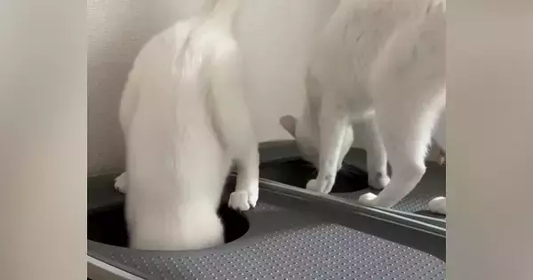同時にトイレへ向かった兄弟猫…2匹が見せたまさかの『動き』に笑ってしまう人が続出「すごいｗｗ」「なかなか見られない光景ｗ」