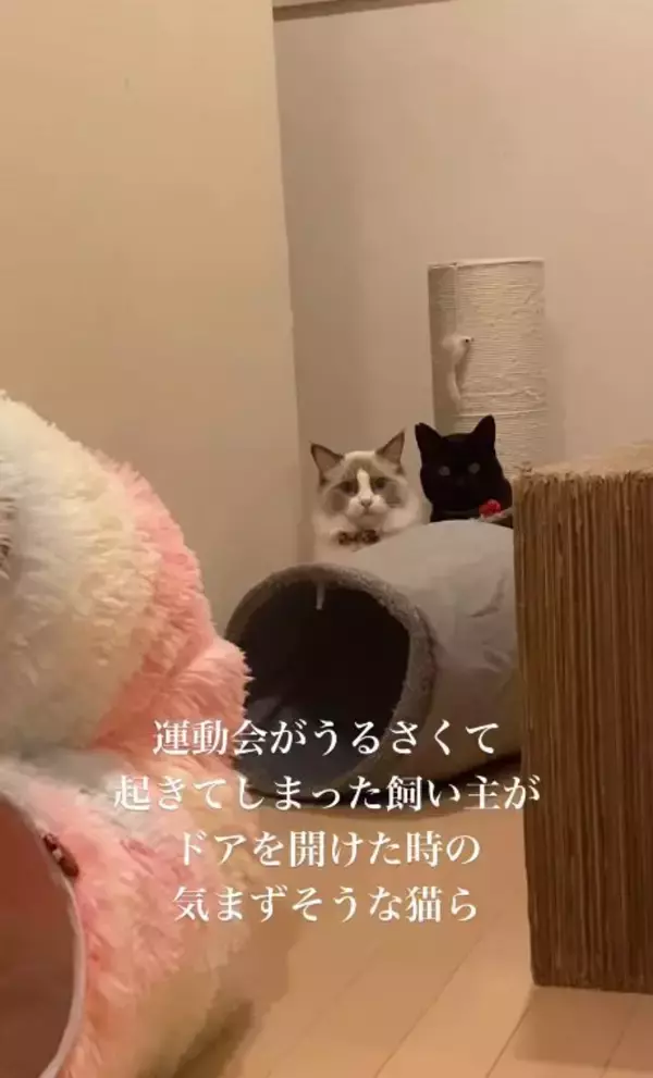 明け方に猫がうるさくて起きてしまった飼い主→部屋のドアを開けたら…まさかの『気まずそうな姿』が11万再生「なんちゅー表情ｗ」「可愛いｗ」