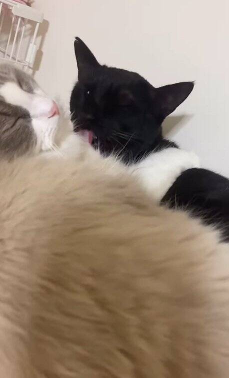 明け方に猫がうるさくて起きてしまった飼い主→部屋のドアを開けたら…まさかの『気まずそうな姿』が11万再生「なんちゅー表情ｗ」「可愛いｗ」