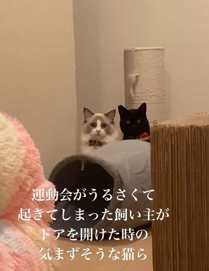 明け方に猫がうるさくて起きてしまった飼い主→部屋のドアを開けたら…まさかの『気まずそうな姿』が11万再生「なんちゅー表情ｗ」「可愛いｗ」