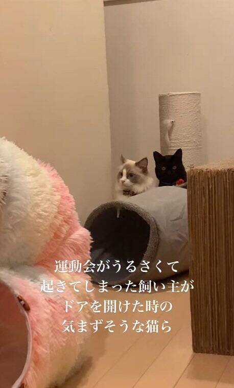 明け方に猫がうるさくて起きてしまった飼い主→部屋のドアを開けたら…まさかの『気まずそうな姿』が11万再生「なんちゅー表情ｗ」「可愛いｗ」
