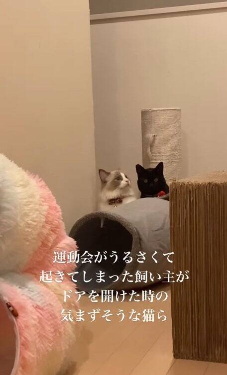 明け方に猫がうるさくて起きてしまった飼い主→部屋のドアを開けたら…まさかの『気まずそうな姿』が11万再生「なんちゅー表情ｗ」「可愛いｗ」
