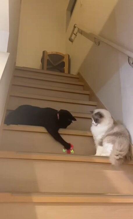 明け方に猫がうるさくて起きてしまった飼い主→部屋のドアを開けたら…まさかの『気まずそうな姿』が11万再生「なんちゅー表情ｗ」「可愛いｗ」