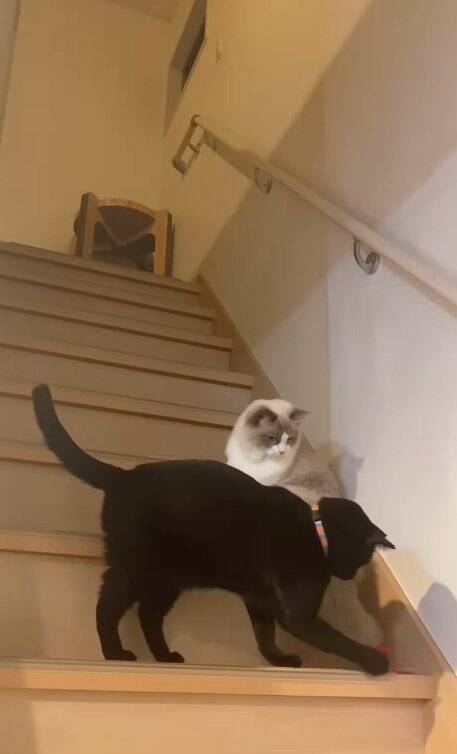 明け方に猫がうるさくて起きてしまった飼い主→部屋のドアを開けたら…まさかの『気まずそうな姿』が11万再生「なんちゅー表情ｗ」「可愛いｗ」