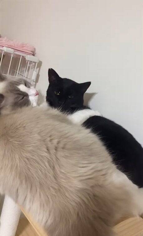 明け方に猫がうるさくて起きてしまった飼い主→部屋のドアを開けたら…まさかの『気まずそうな姿』が11万再生「なんちゅー表情ｗ」「可愛いｗ」