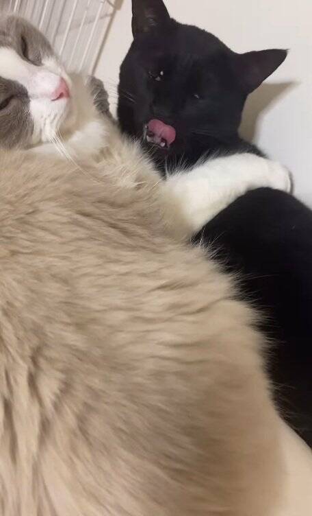 明け方に猫がうるさくて起きてしまった飼い主→部屋のドアを開けたら…まさかの『気まずそうな姿』が11万再生「なんちゅー表情ｗ」「可愛いｗ」