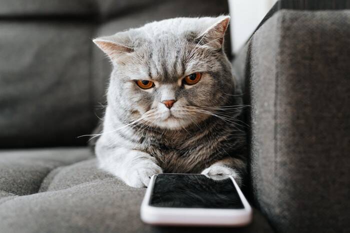 猫が『懐こうとしない人』に共通する特徴4選　好かれるためのコツや改善策も解説