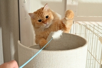 100均で買えるコスパ最高の『猫用品』5選　オススメできる理由や便利な活用方法もご紹介