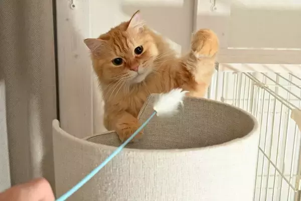 100均で買えるコスパ最高の『猫用品』5選　オススメできる理由や便利な活用方法もご紹介