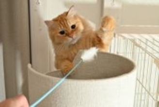 100均で買えるコスパ最高の『猫用品』5選　オススメできる理由や便利な活用方法もご紹介