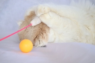 猫に『恥ずかしがる』感情はあるの？ごまかしているように見える行動の意味も解説