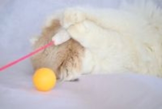 猫に『恥ずかしがる』感情はあるの？ごまかしているように見える行動の意味も解説