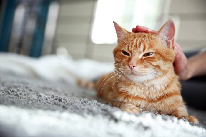 猫に『恥ずかしがる』感情はあるの？ごまかしているように見える行動の意味も解説