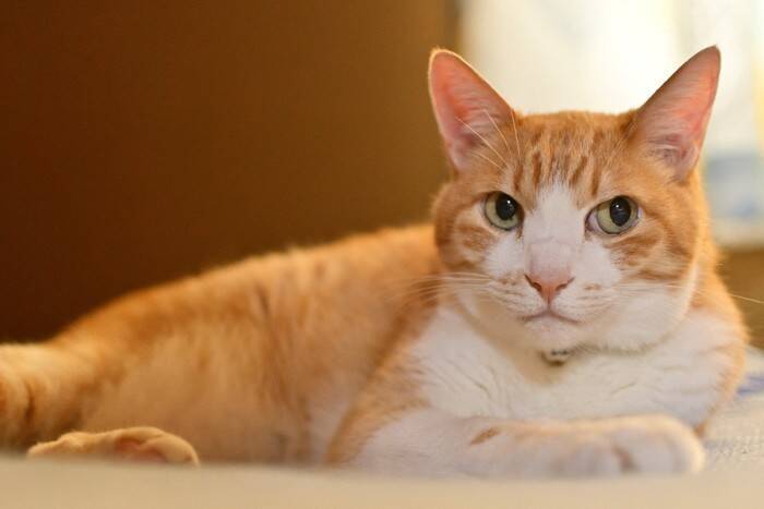 猫に『恥ずかしがる』感情はあるの？ごまかしているように見える行動の意味も解説