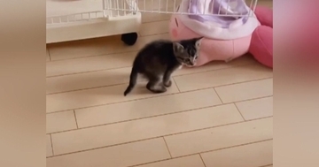 部屋を探索している子猫に『おいで』と声をかけると…泣けるほど尊い光景が74万再生「天使かな」「かわいくてたまらん」と悶絶する人が続出