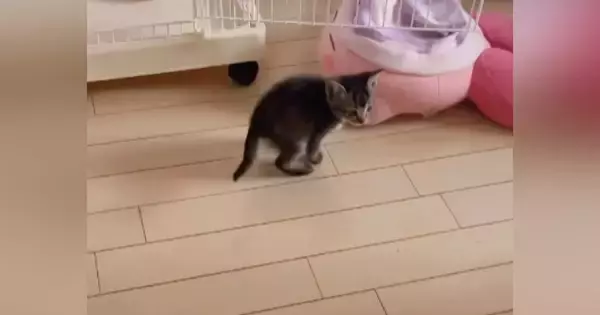 部屋を探索している子猫に『おいで』と声をかけると…泣けるほど尊い光景が74万再生「天使かな」「かわいくてたまらん」と悶絶する人が続出
