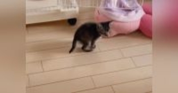 部屋を探索している子猫に『おいで』と声をかけると…泣けるほど尊い光景が74万再生「天使かな」「かわいくてたまらん」と悶絶する人が続出