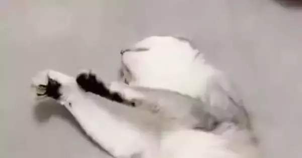 撫でるのをやめたのに、『余韻』が残っていたようで…猫が見せた『可愛すぎる行動』に悶絶の声「ハートを撃ち抜かれた」「たまらん」と２万いいね