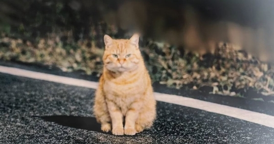 寒い夜、『１匹の野良猫』に声をかけた結果→翌日、『驚きの光景』が……感動のエピソードに涙する人が続出「号泣した」「すごく素敵」