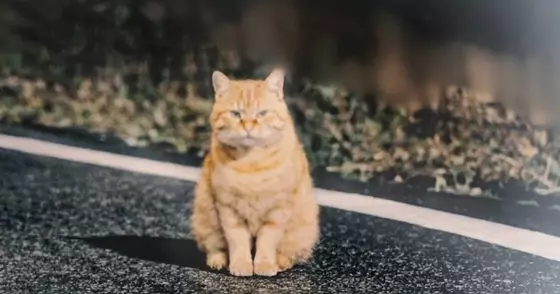 寒い夜、『１匹の野良猫』に声をかけた結果→翌日、『驚きの光景』が……感動のエピソードに涙する人が続出「号泣した」「すごく素敵」