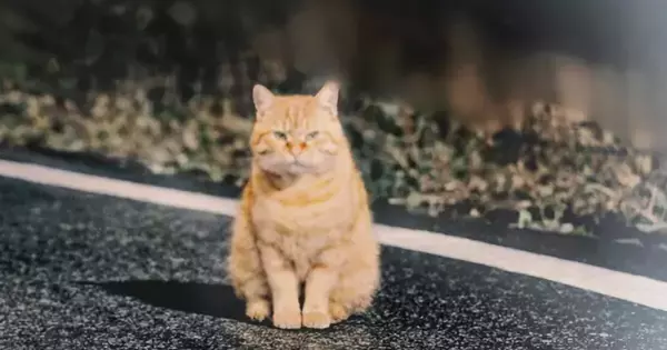 寒い夜、『１匹の野良猫』に声をかけた結果→翌日、『驚きの光景』が……感動のエピソードに涙する人が続出「号泣した」「すごく素敵」