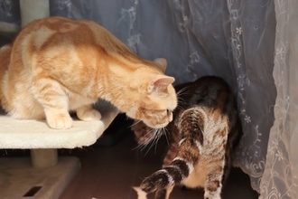 猫の『おしりが臭い』ときの原因5つ　放置しても大丈夫？適切な対処法も解説